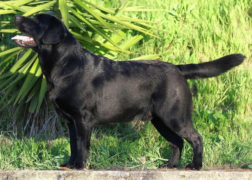 Race de chien la plus populaire dans chaque état 