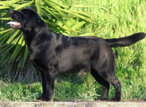 Race de chien la plus populaire dans chaque état 