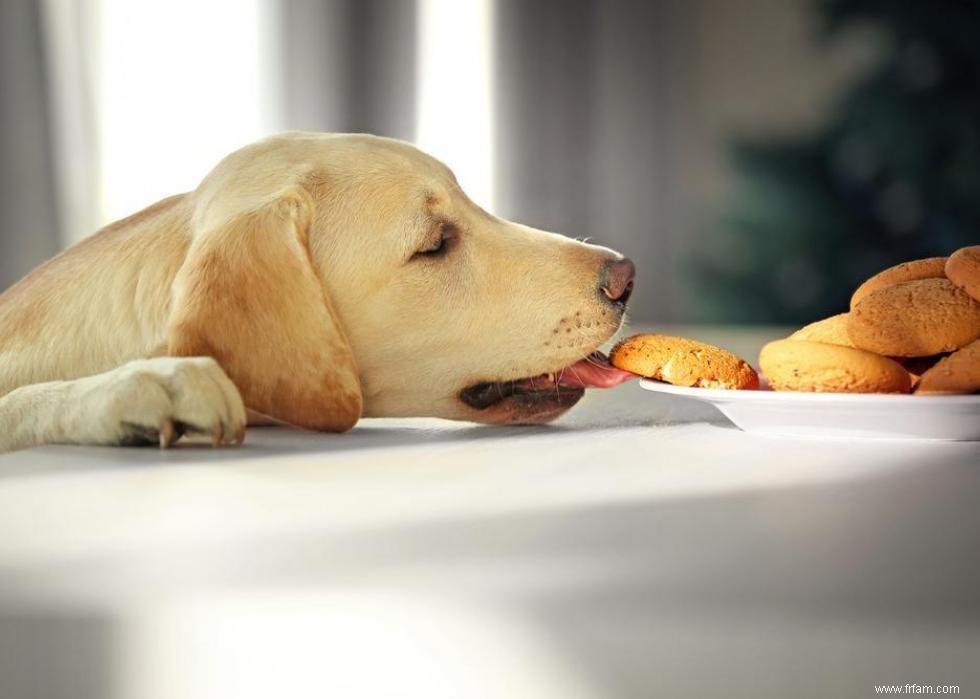 Race de chien la plus populaire dans chaque état 