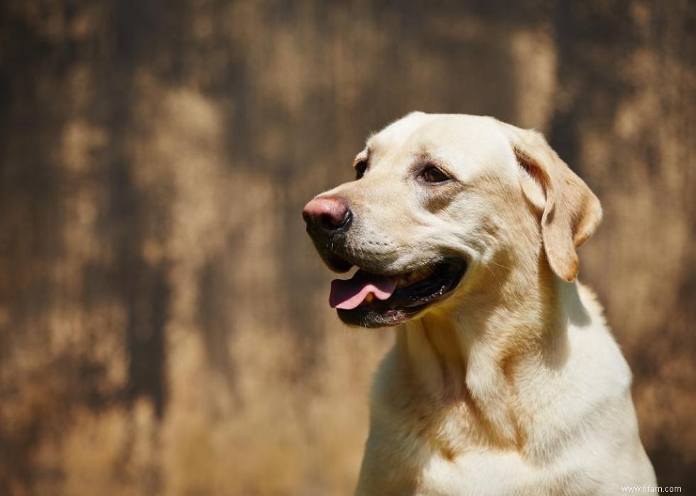 Race de chien la plus populaire dans chaque état 