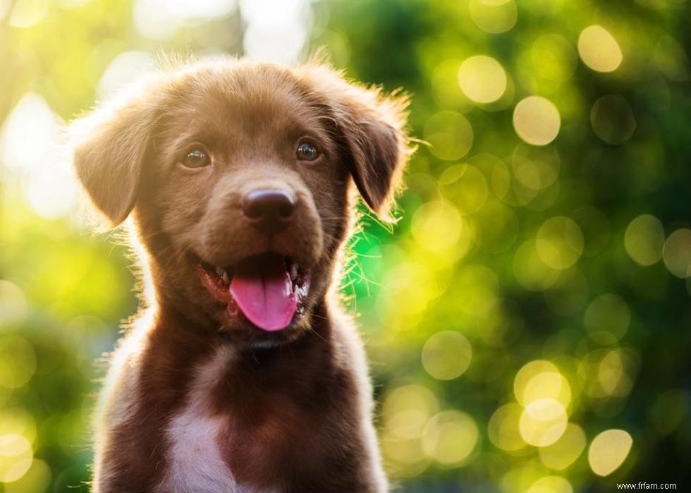 Race de chien la plus populaire dans chaque état 