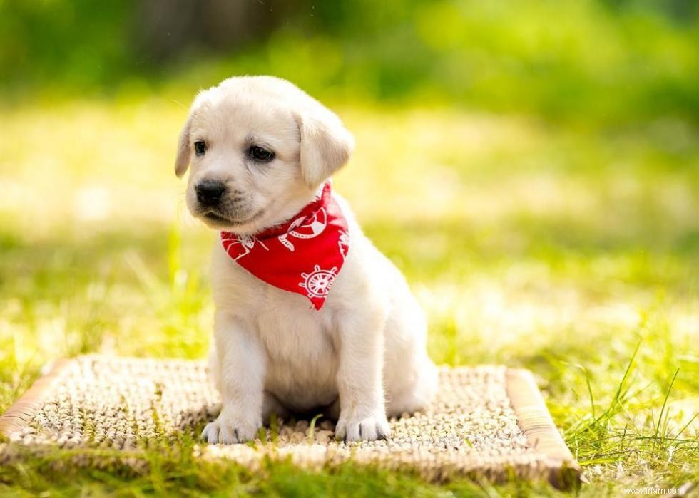 Race de chien la plus populaire dans chaque état 