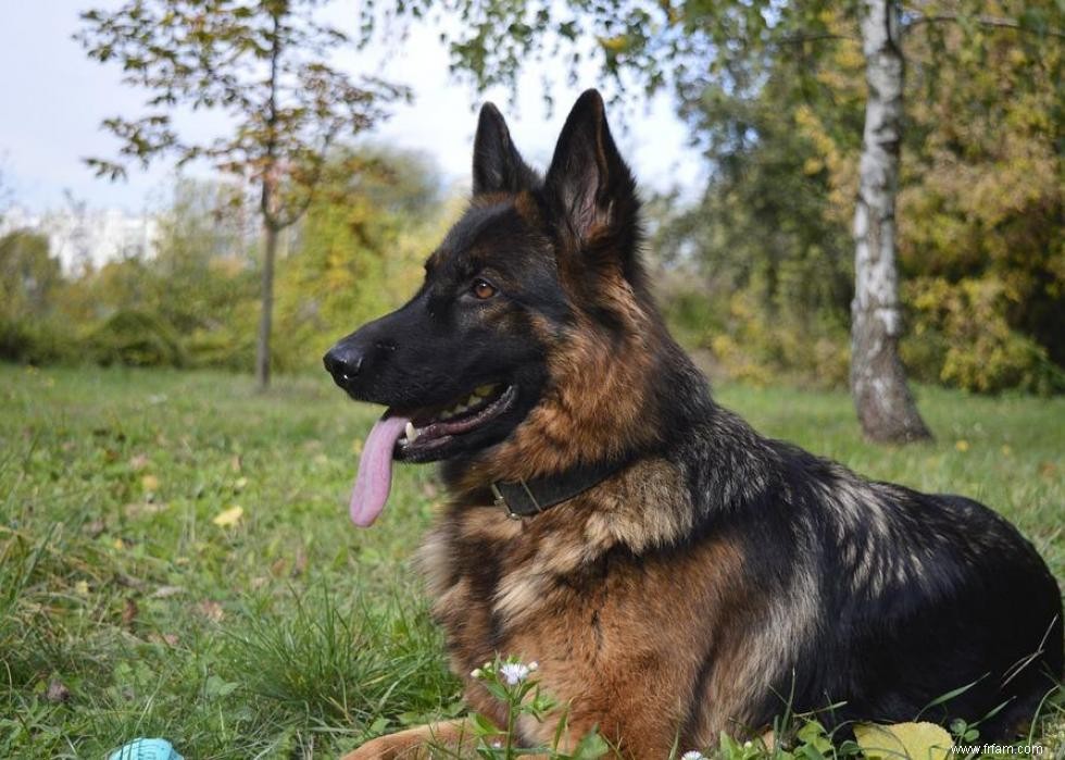 Race de chien la plus populaire dans chaque état 