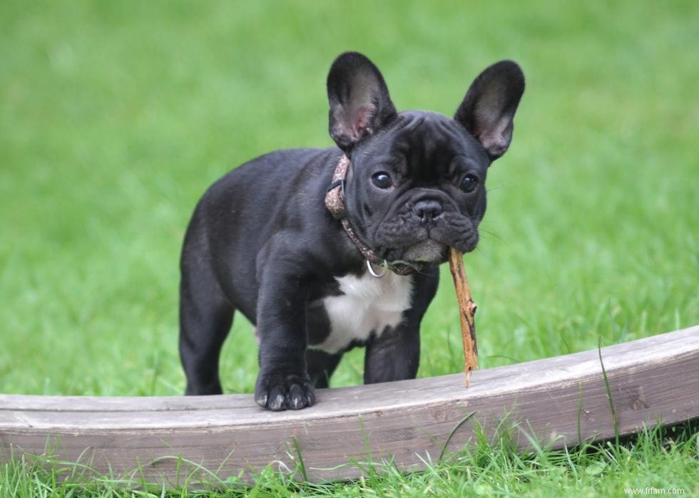 Race de chien la plus populaire dans chaque état 