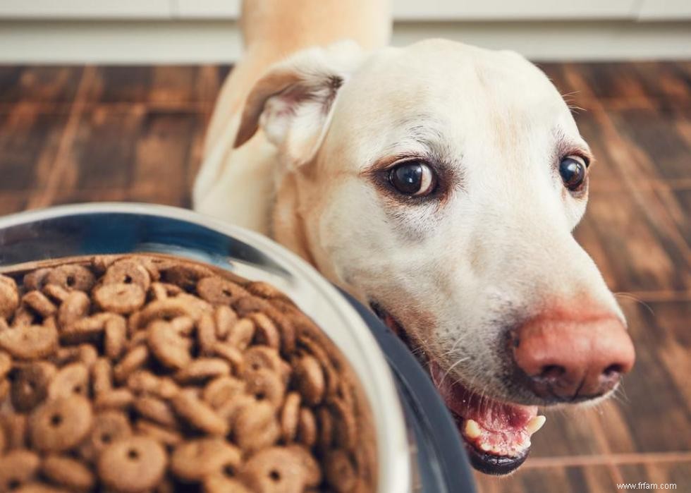 Race de chien la plus populaire dans chaque état 