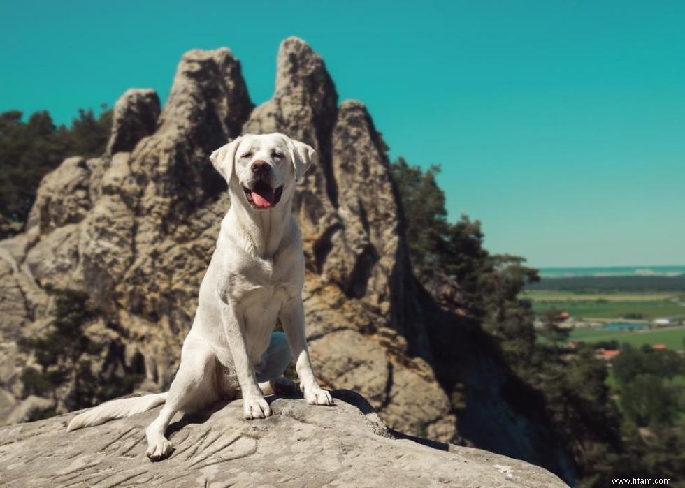 Race de chien la plus populaire dans chaque état 