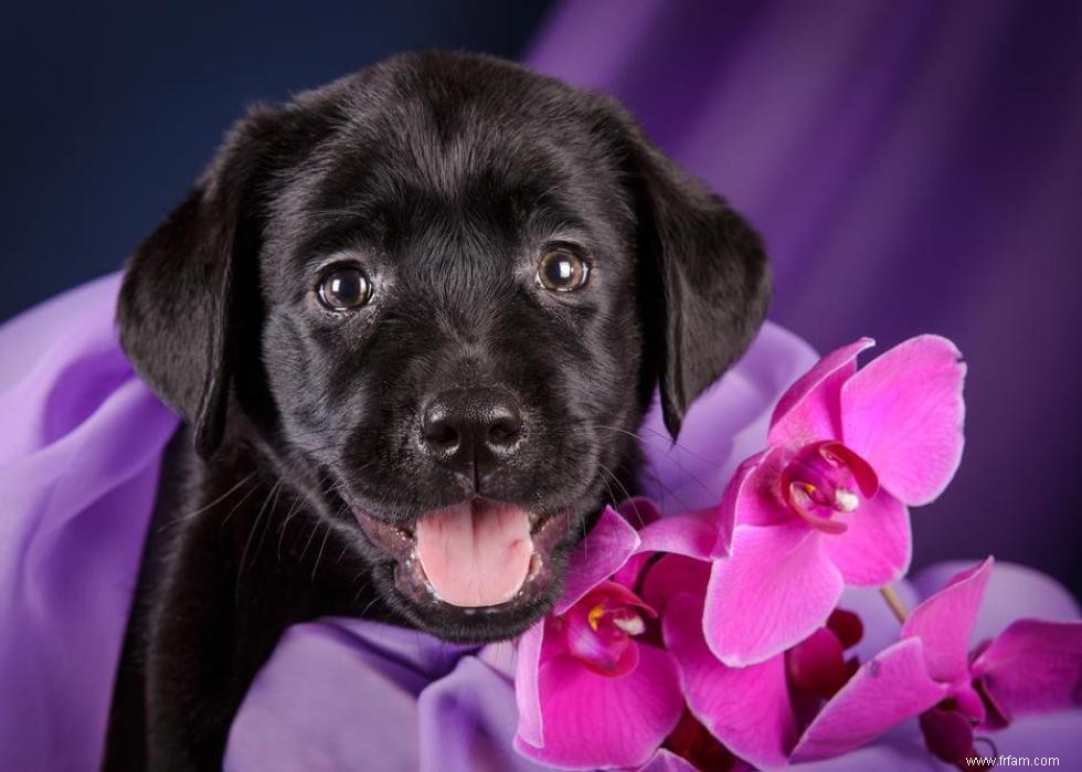 Race de chien la plus populaire dans chaque état 