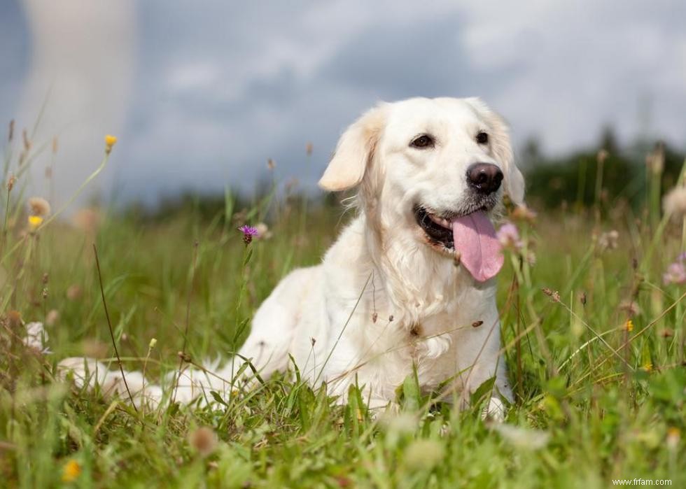 Race de chien la plus populaire dans chaque état 