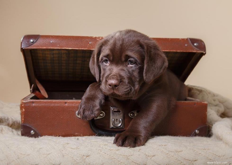 Race de chien la plus populaire dans chaque état 