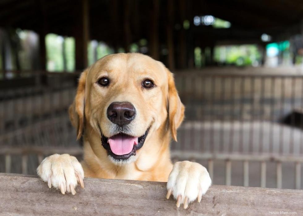 Race de chien la plus populaire dans chaque état 