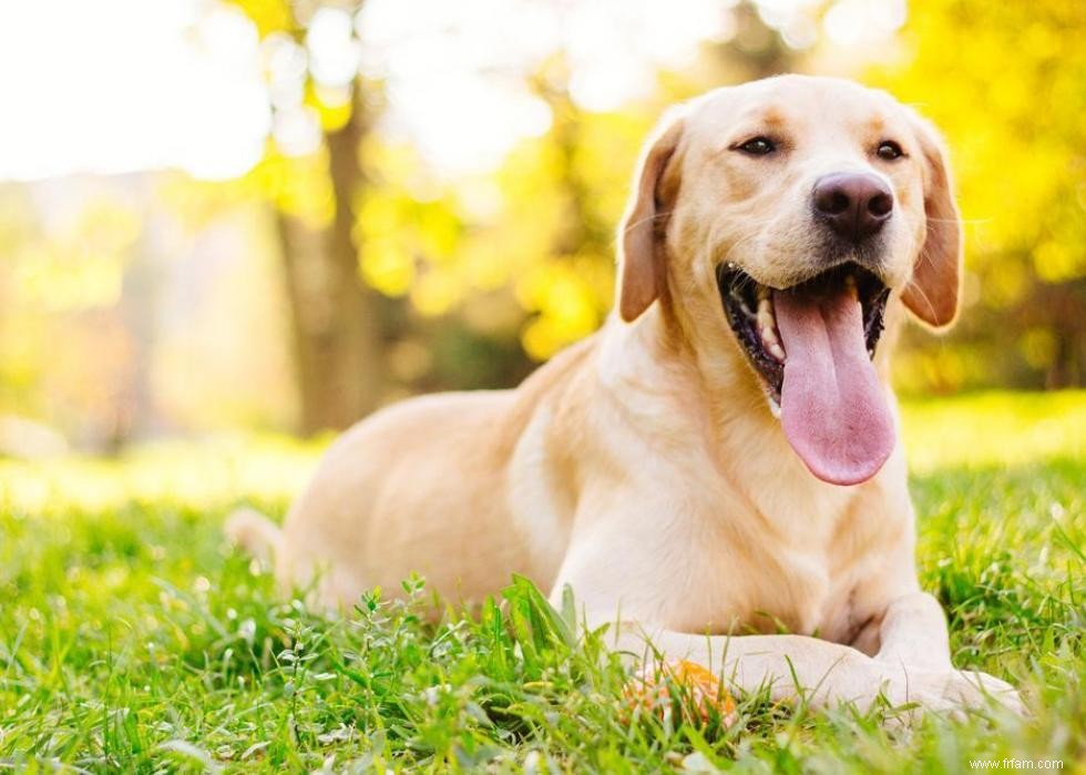 Race de chien la plus populaire dans chaque état 