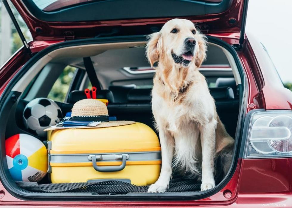 Race de chien la plus populaire dans chaque état 