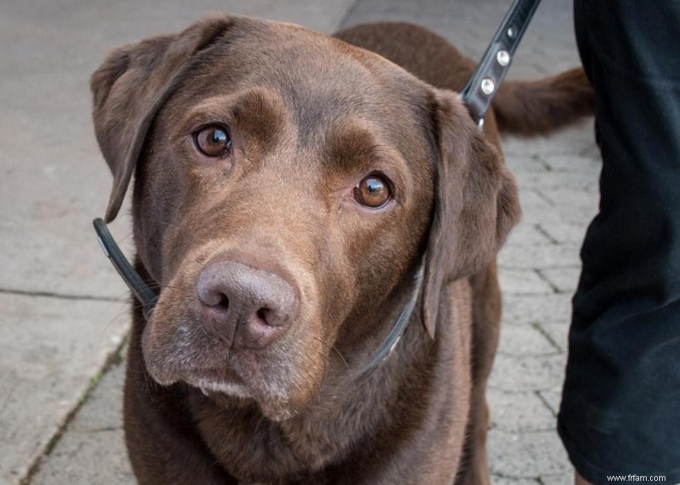 Race de chien la plus populaire dans chaque état 