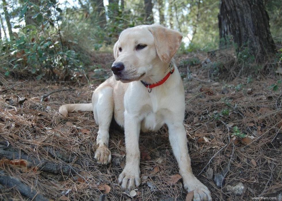 Race de chien la plus populaire dans chaque état 