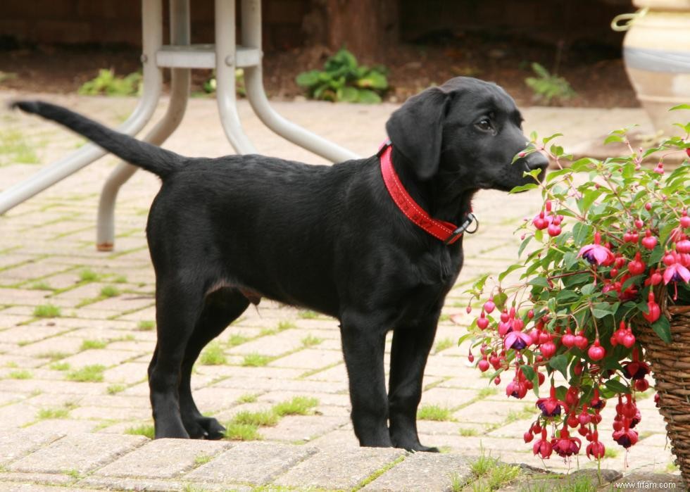 Race de chien la plus populaire dans chaque état 