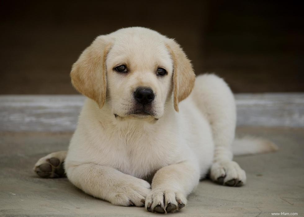 Race de chien la plus populaire dans chaque état 