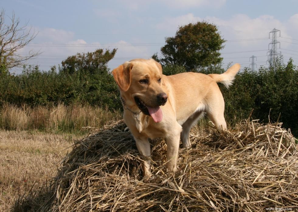 Race de chien la plus populaire dans chaque état 