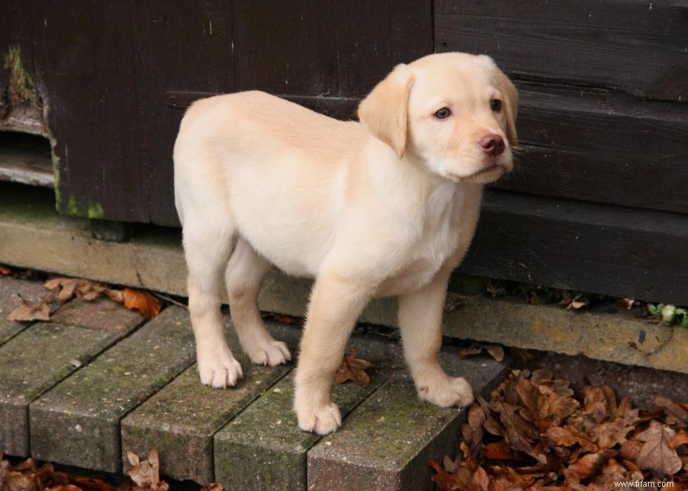 Race de chien la plus populaire dans chaque état 