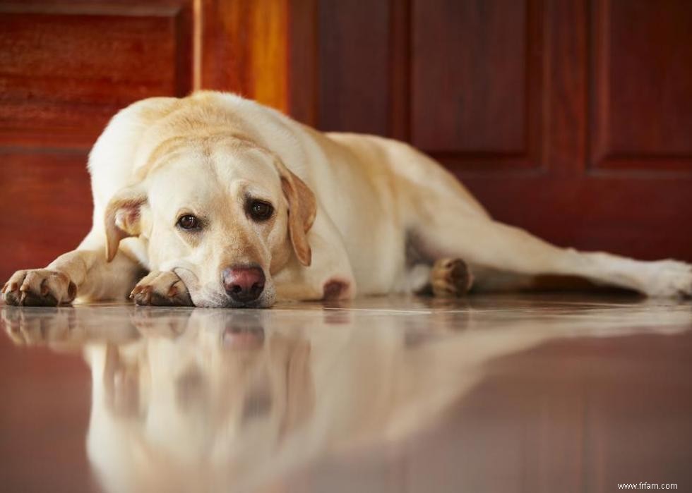 Race de chien la plus populaire dans chaque état 