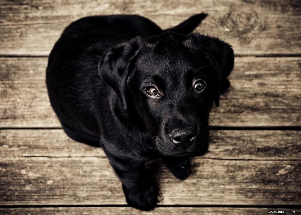 Race de chien la plus populaire dans chaque état 