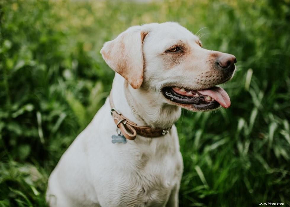 Race de chien la plus populaire dans chaque état 