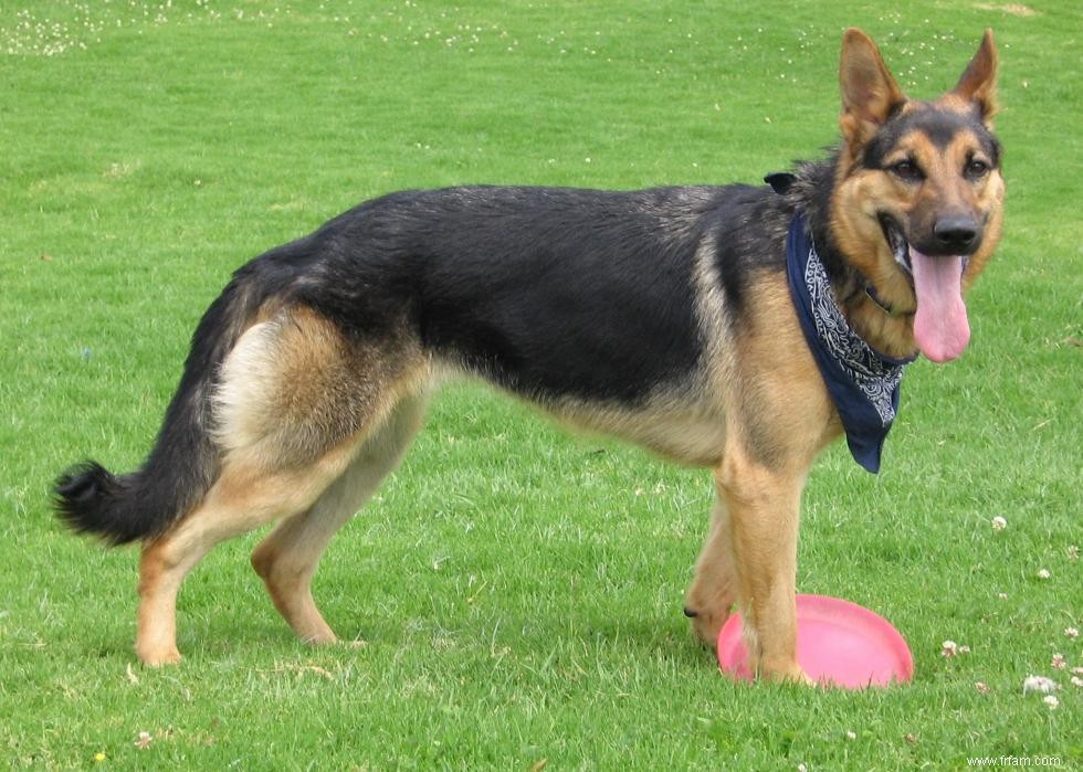 Race de chien la plus populaire dans chaque état 