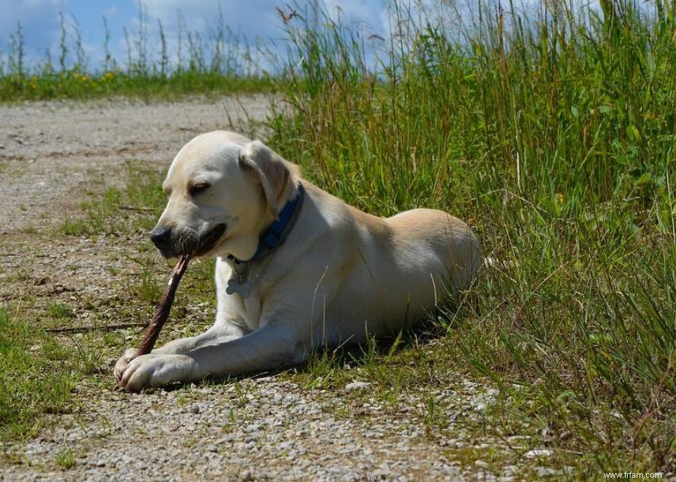 Race de chien la plus populaire dans chaque état 