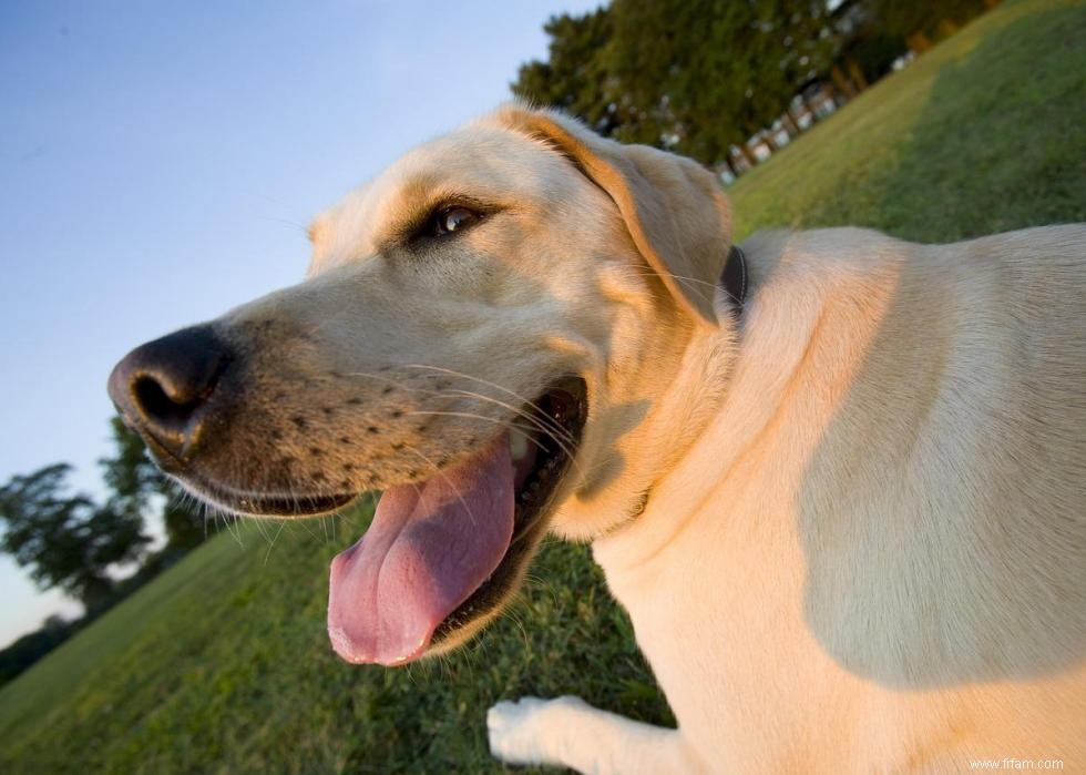 Race de chien la plus populaire dans chaque état 