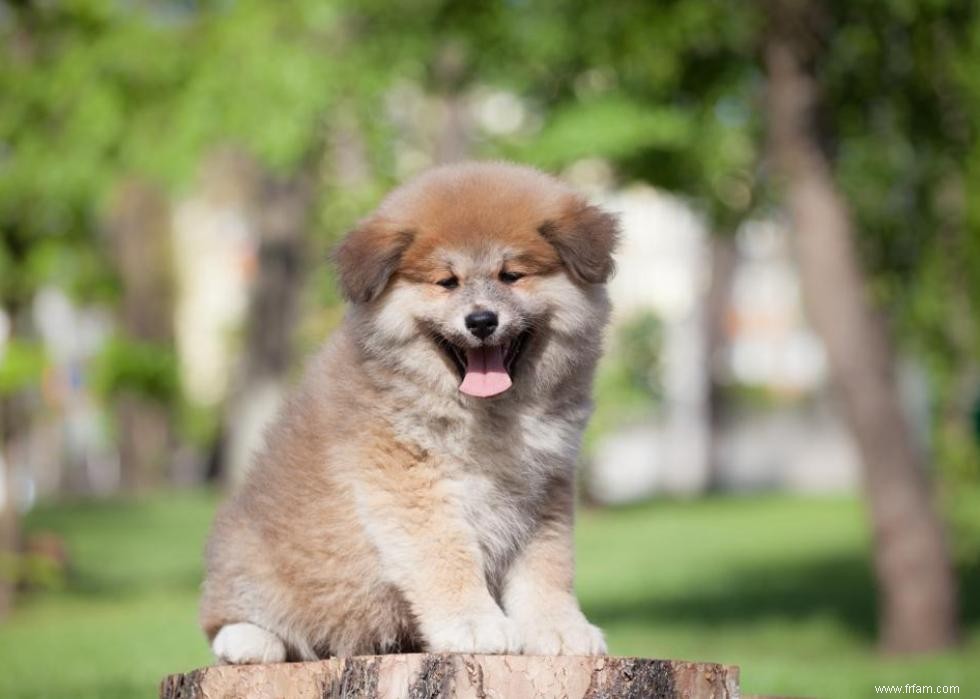 Grands idiomes liés aux chiens que vous devriez connaître 