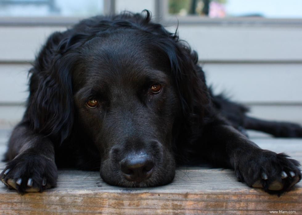 Grands idiomes liés aux chiens que vous devriez connaître 