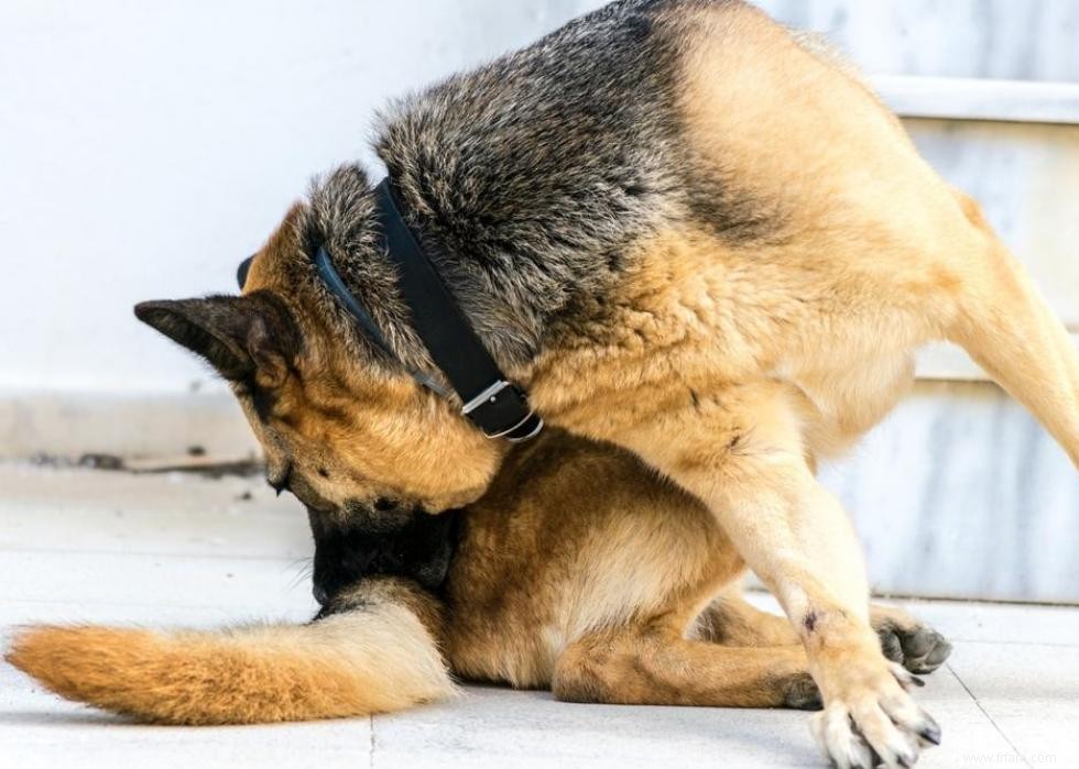 Grands idiomes liés aux chiens que vous devriez connaître 