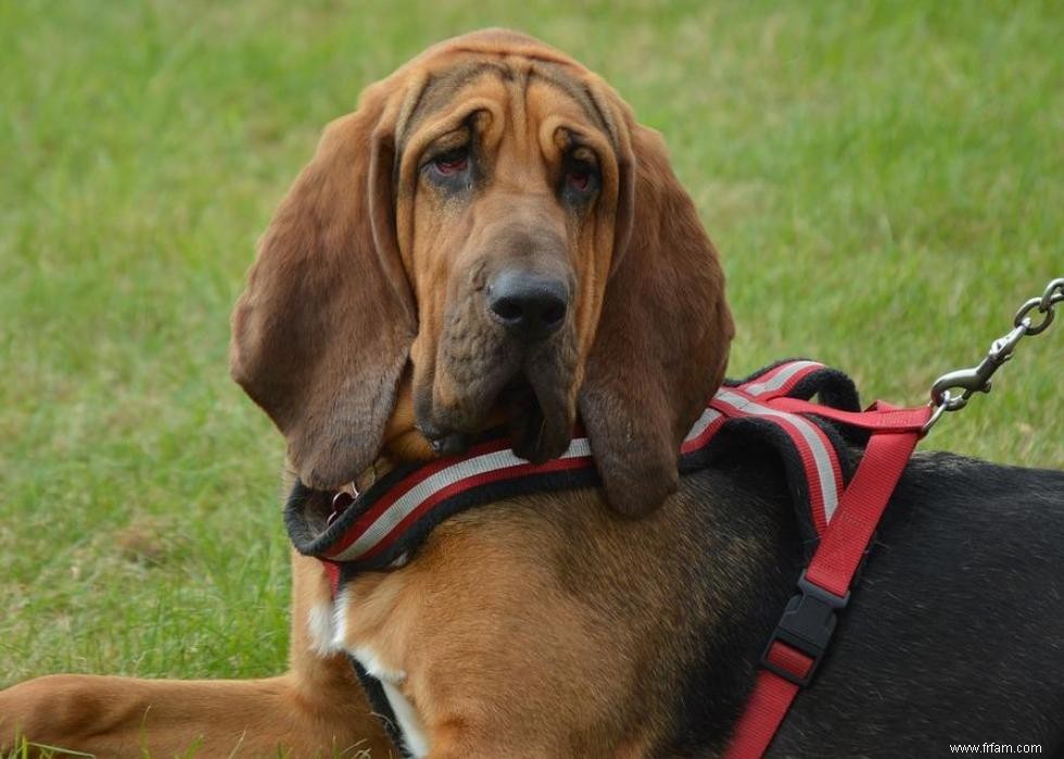 Grands idiomes liés aux chiens que vous devriez connaître 