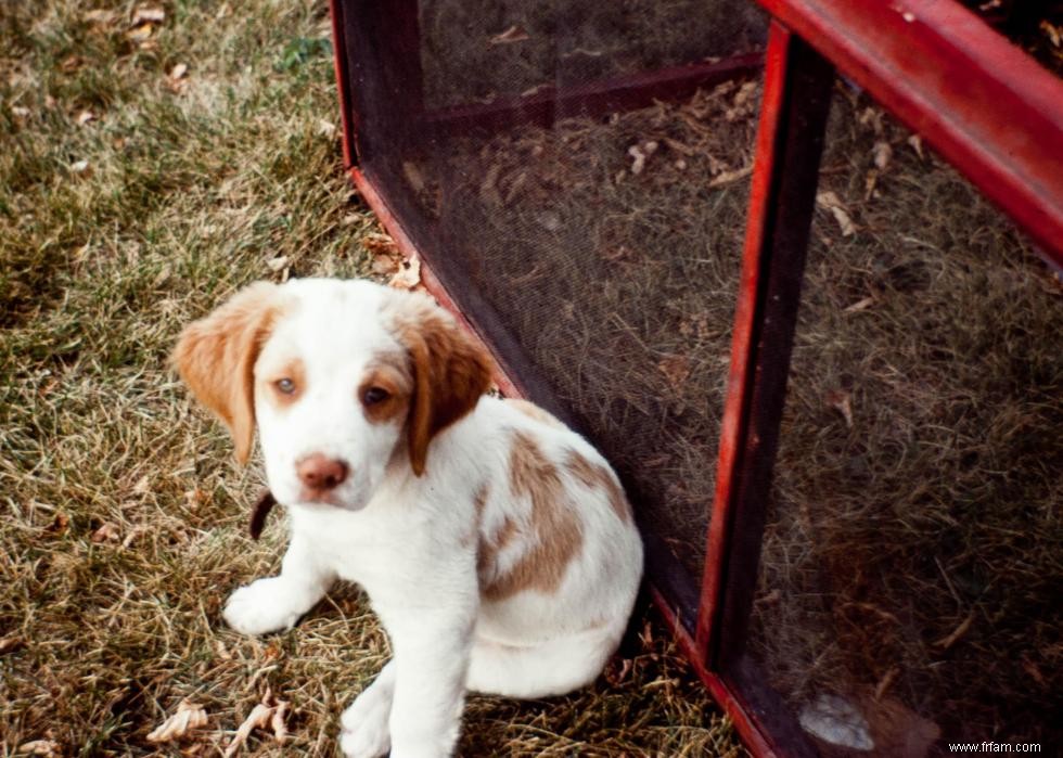 Grands idiomes liés aux chiens que vous devriez connaître 