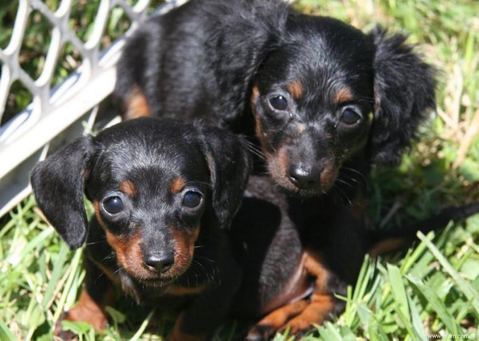 Grands idiomes liés aux chiens que vous devriez connaître 