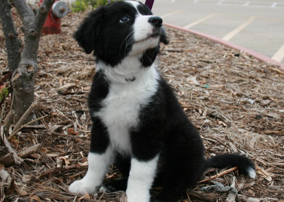 Grands idiomes liés aux chiens que vous devriez connaître 