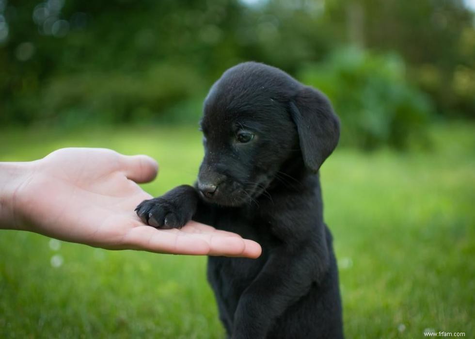 Grands idiomes liés aux chiens que vous devriez connaître 