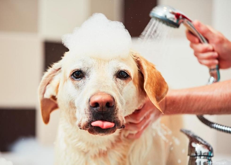 Grands idiomes liés aux chiens que vous devriez connaître 