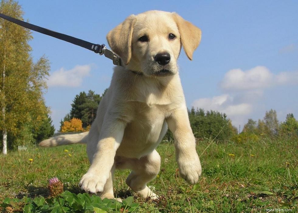 Grands idiomes liés aux chiens que vous devriez connaître 