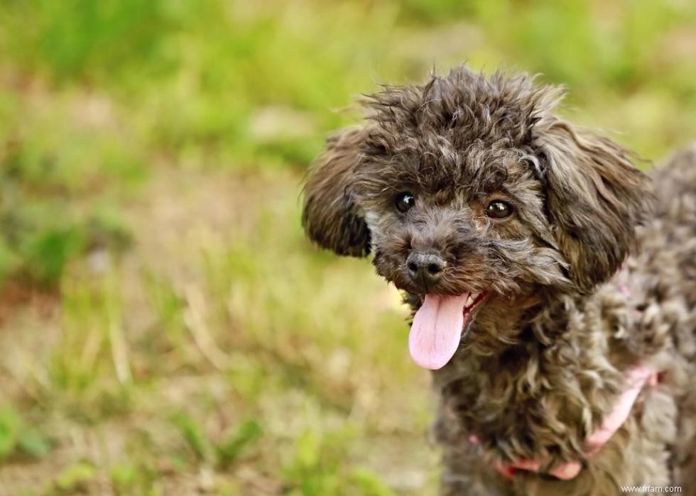 Grands idiomes liés aux chiens que vous devriez connaître 