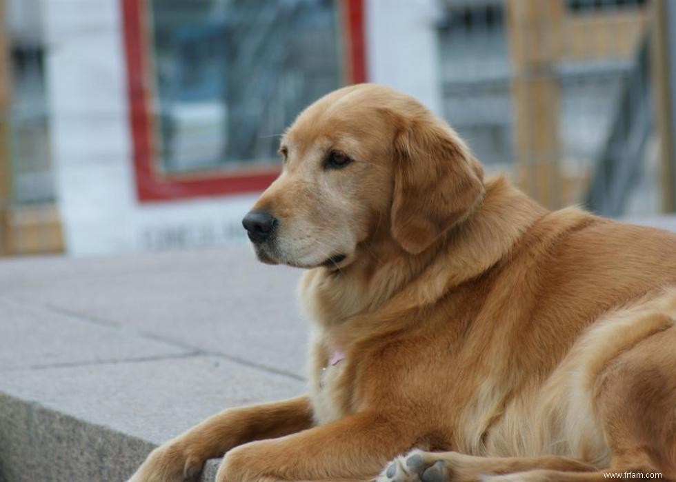 Grands idiomes liés aux chiens que vous devriez connaître 