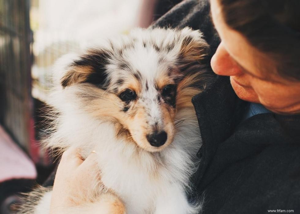 Grands idiomes liés aux chiens que vous devriez connaître 