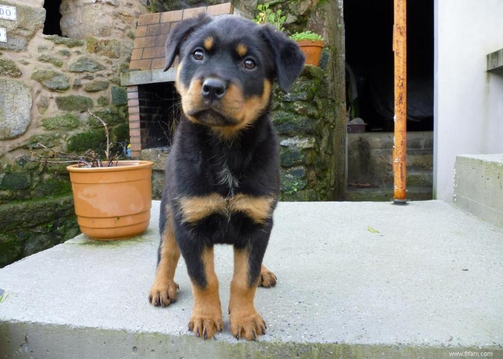 Grands idiomes liés aux chiens que vous devriez connaître 