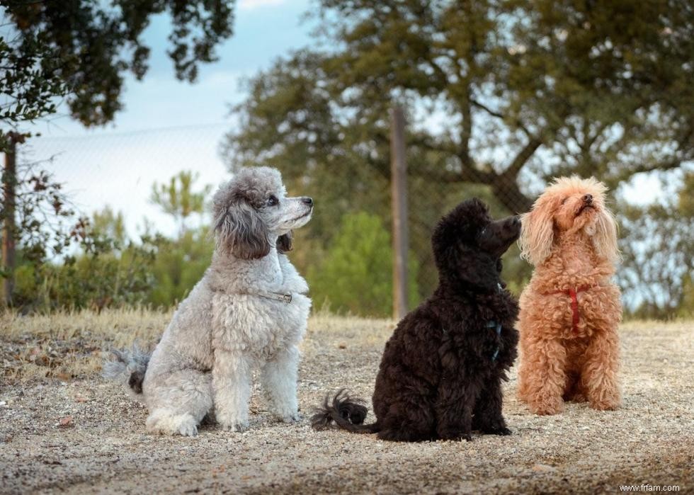 Grands idiomes liés aux chiens que vous devriez connaître 