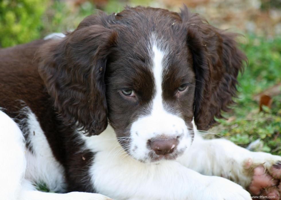 Grands idiomes liés aux chiens que vous devriez connaître 