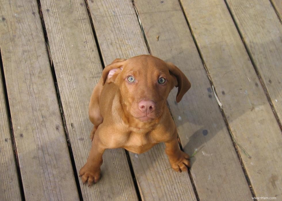 Grands idiomes liés aux chiens que vous devriez connaître 