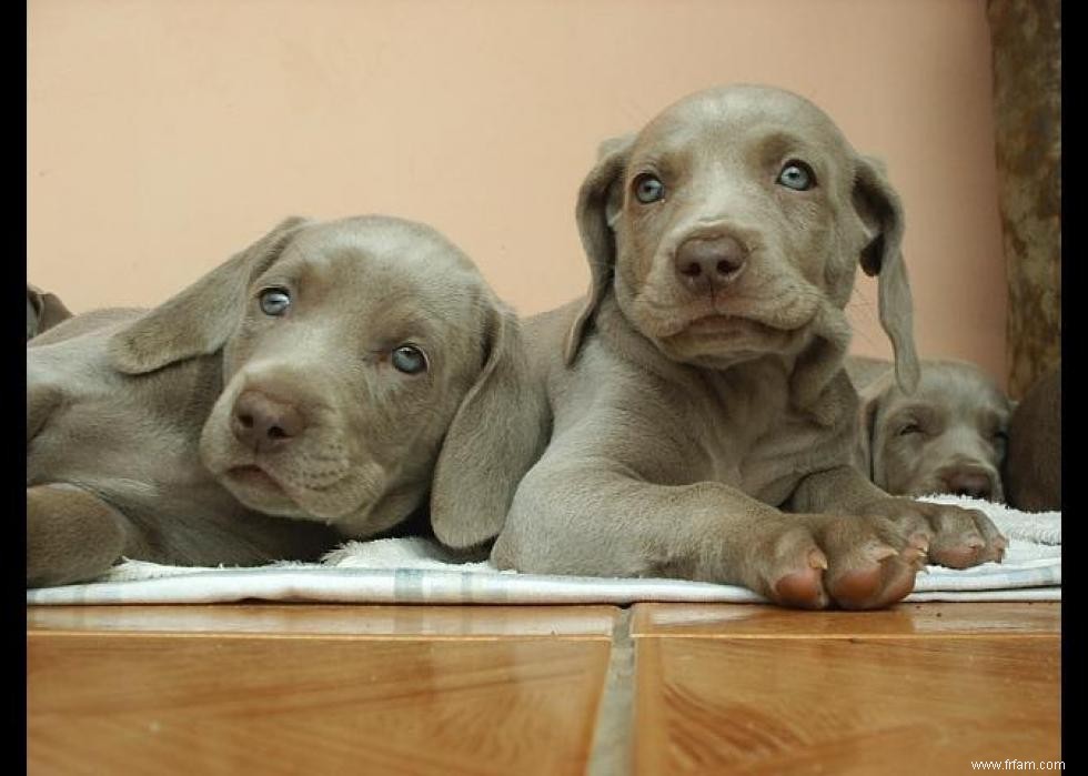 Grands idiomes liés aux chiens que vous devriez connaître 