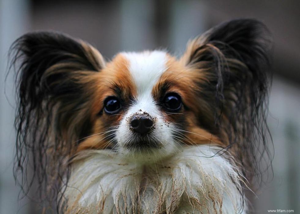 Grands idiomes liés aux chiens que vous devriez connaître 