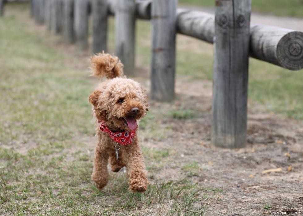 Grands idiomes liés aux chiens que vous devriez connaître 