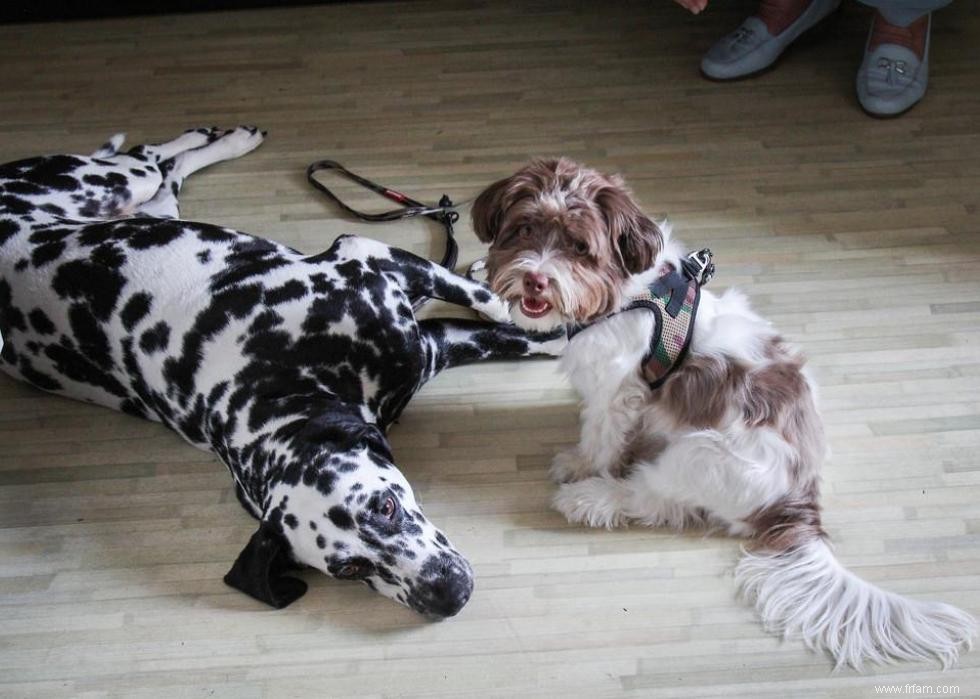 Grands idiomes liés aux chiens que vous devriez connaître 