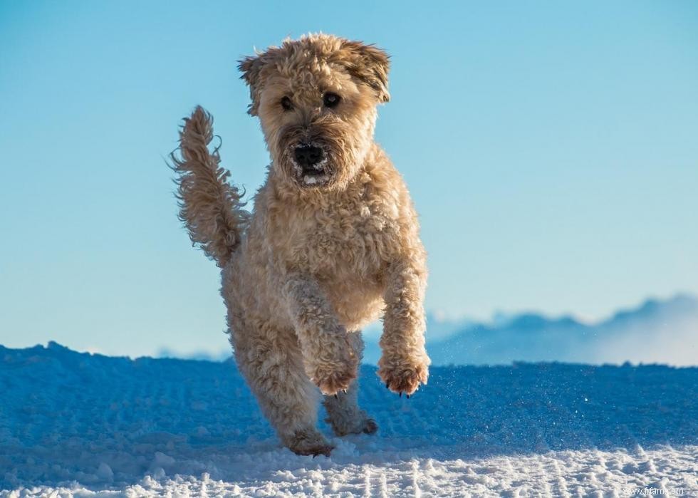 Grands idiomes liés aux chiens que vous devriez connaître 